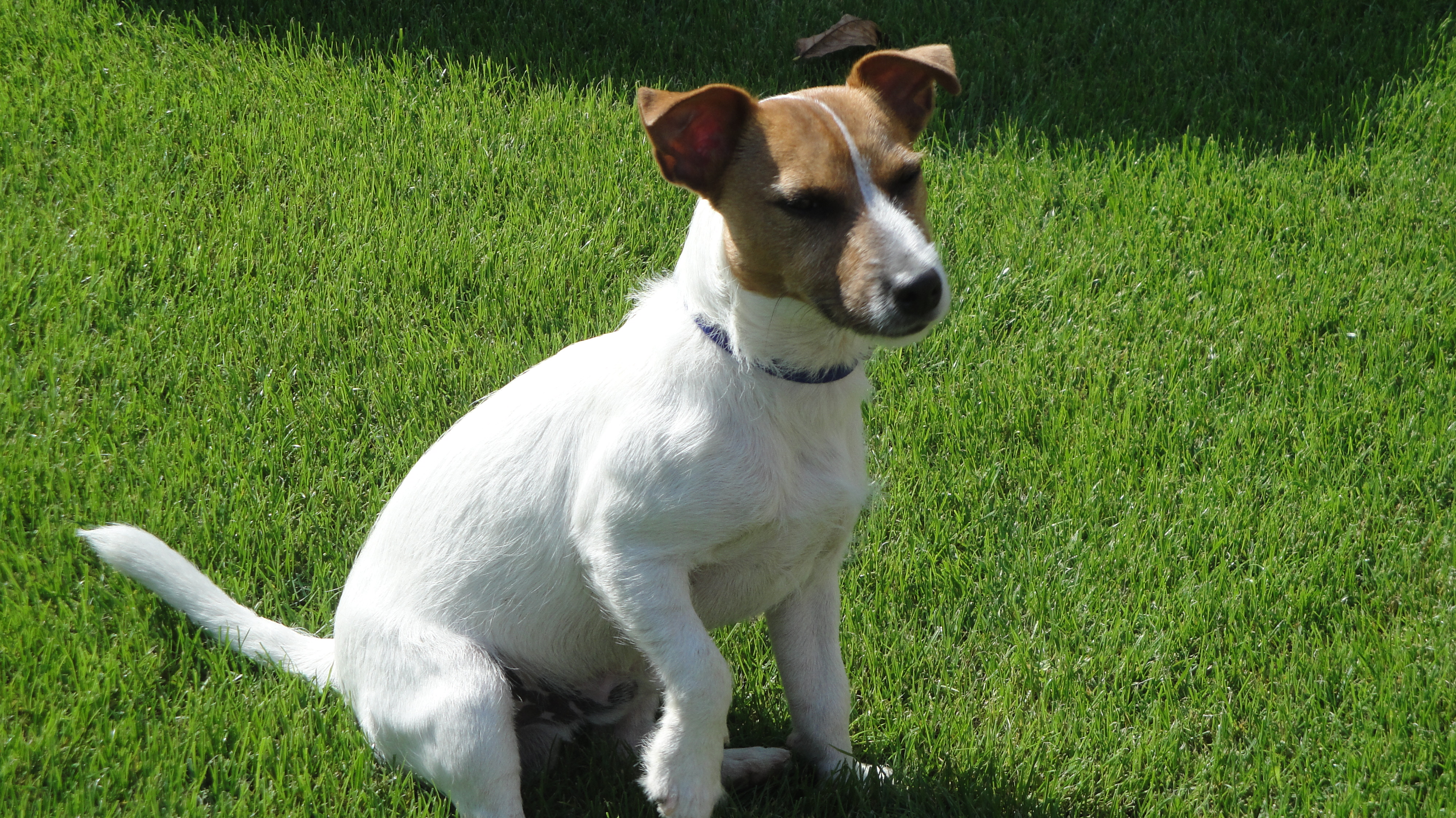 Coudy